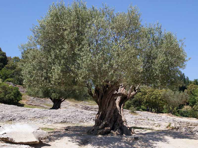 A tree with no leaves on the ground