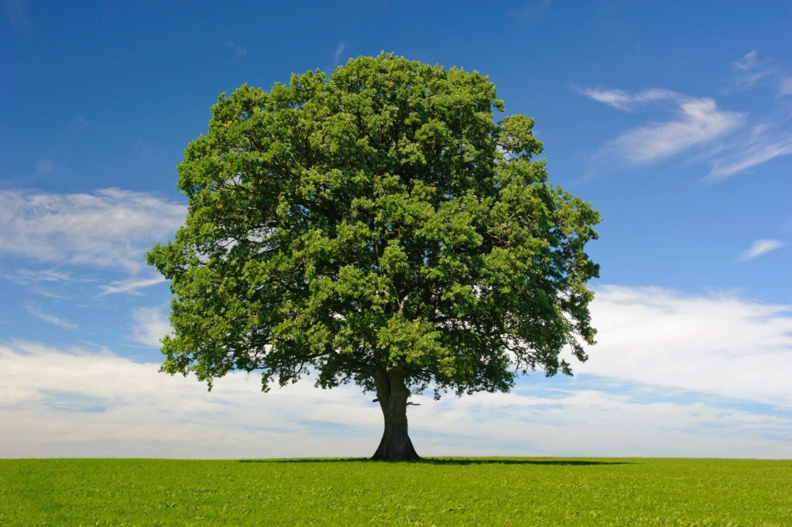 A tree is shown in the middle of a field.