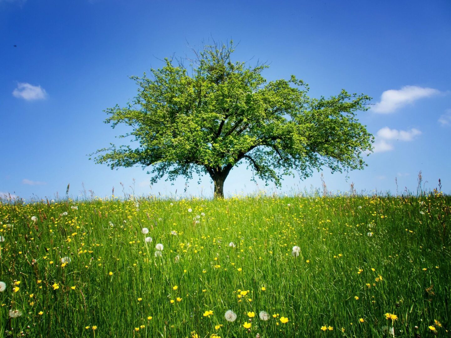 A tree in the middle of a field with flowers.