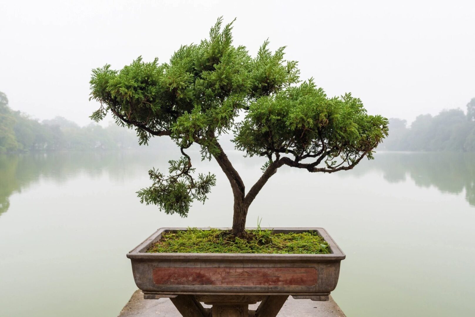 A bonsai tree in a planter on top of a table.