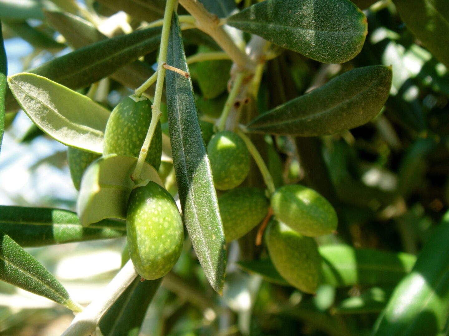 A close up of some green olives on the tree
